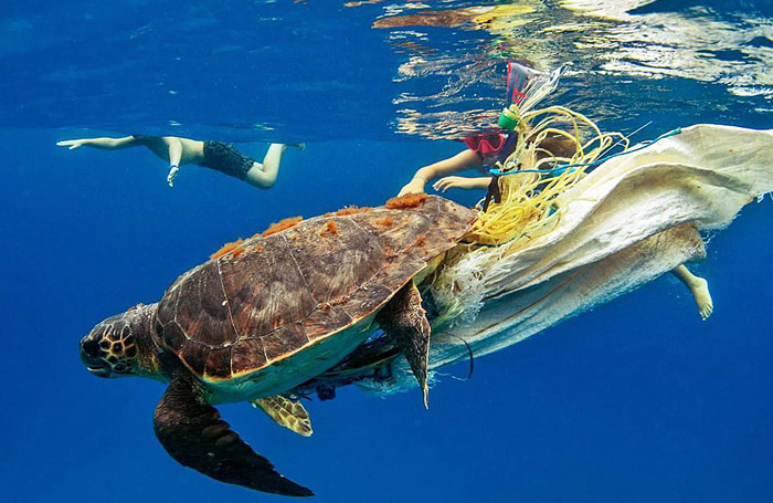 Isla - Asociacion Vellmari